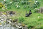 PICTURES/Road Trip - Leeds Castle/t_Black Swan1.JPG